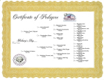 HHLS Certificate of Pedigree - click to view